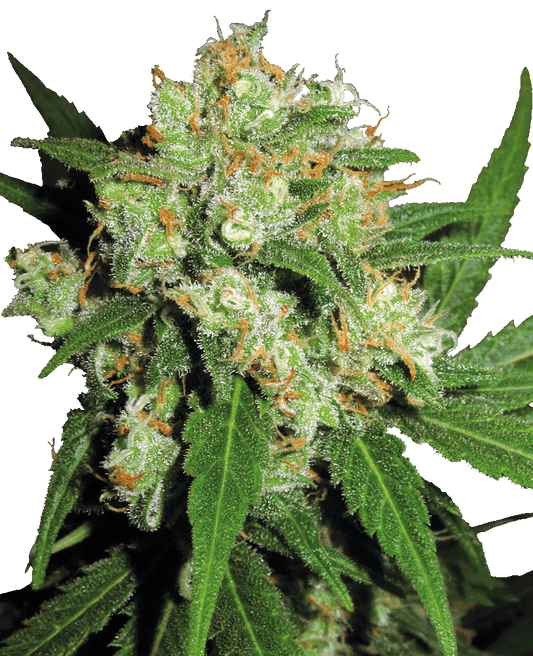 Sensi Skunk feminisierte Cannabissamen