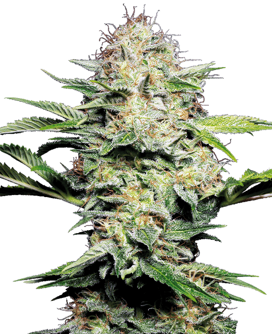 Sensi Skunk Automatic Cannabissamen