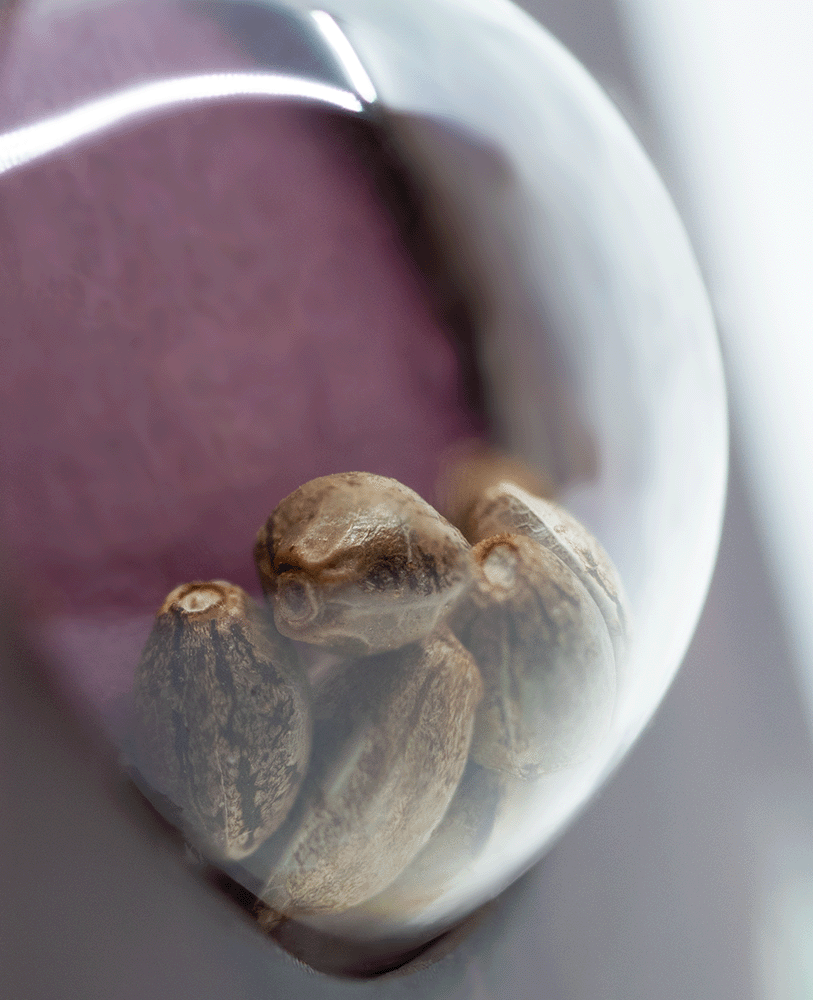 Sensi Seeds Sensi Skunk feminisierte Hanfsamen Blüte