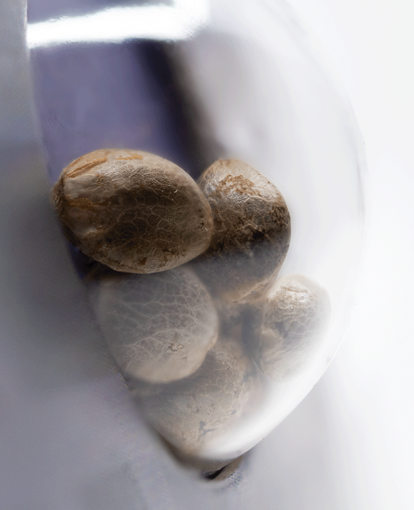 Sensi Skunk Automatic Cannabissamen