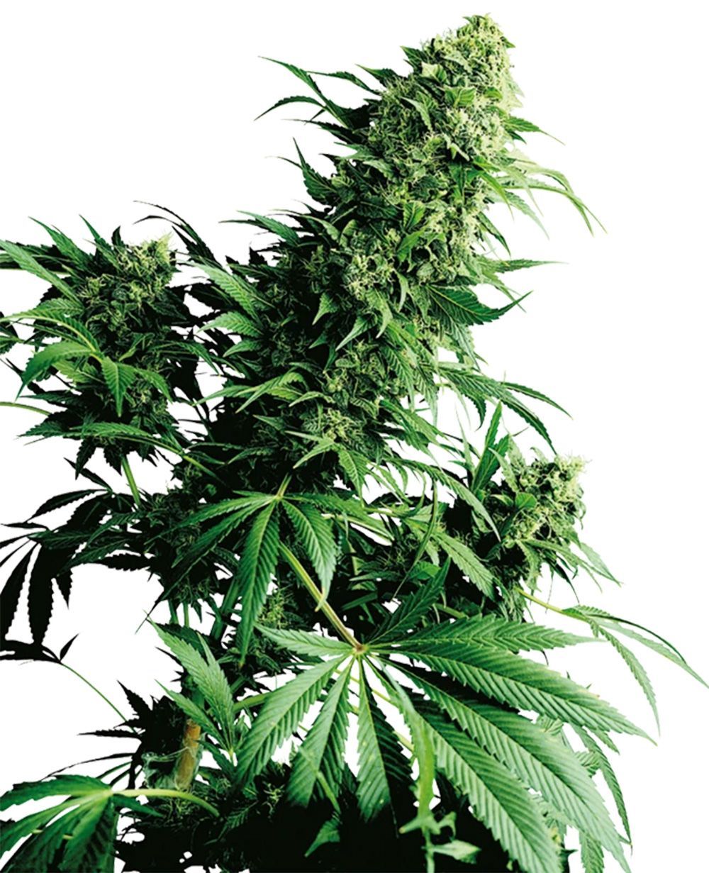 sensi seeds Shiva Shanti hanfpflanze