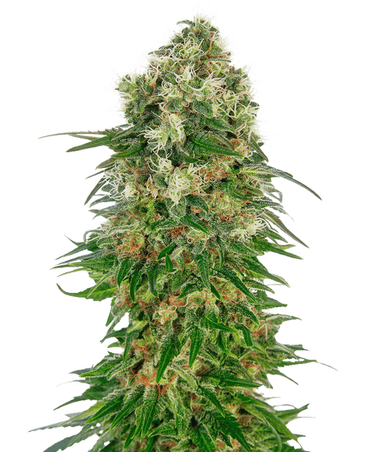 Shiva Skunk Automatic Cannabissamen