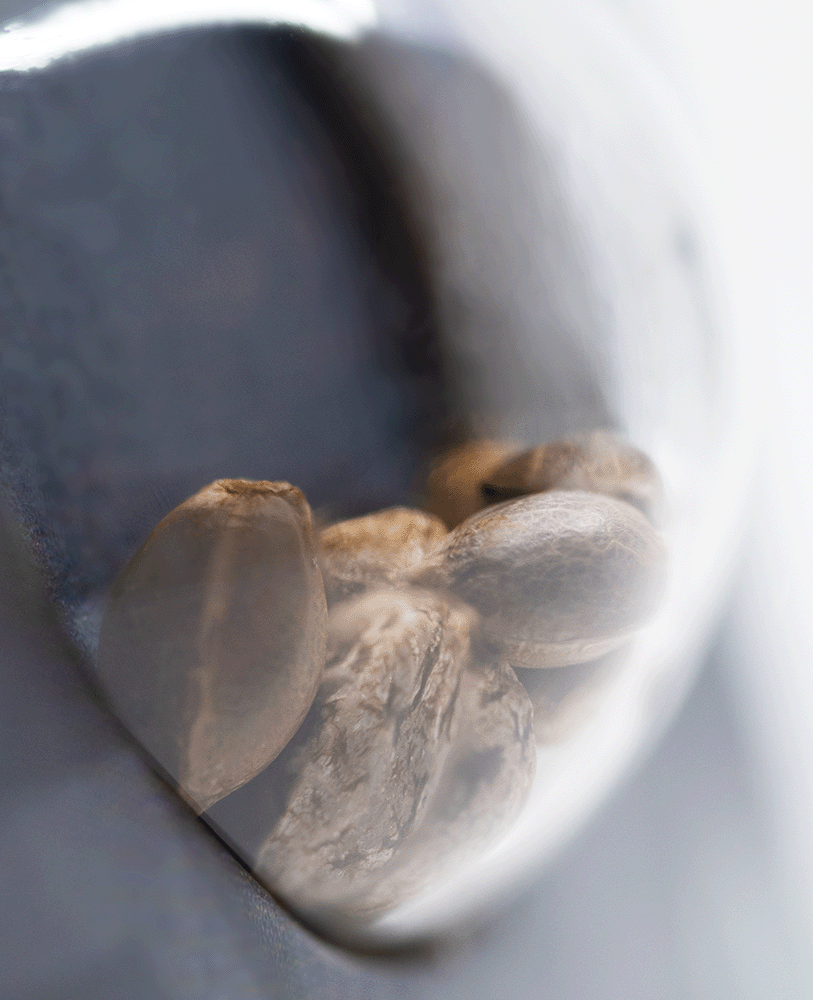 Sensi Seeds Shiva Skunk automatic Hanfsamen Blüte