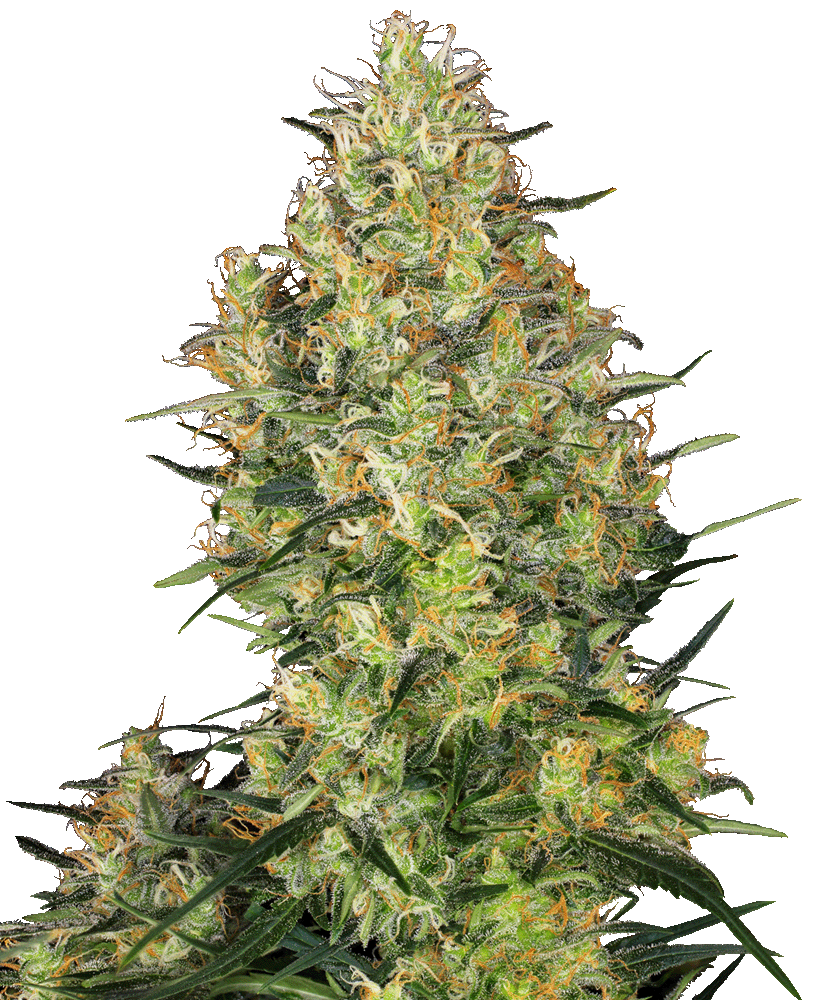 Shiva Skunk feminisierte Cannabissamen