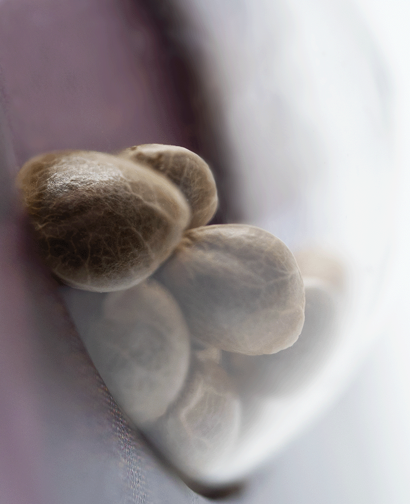 Sensi Seeds Shiva Skunk feminisierte Hanfsamen Blüte