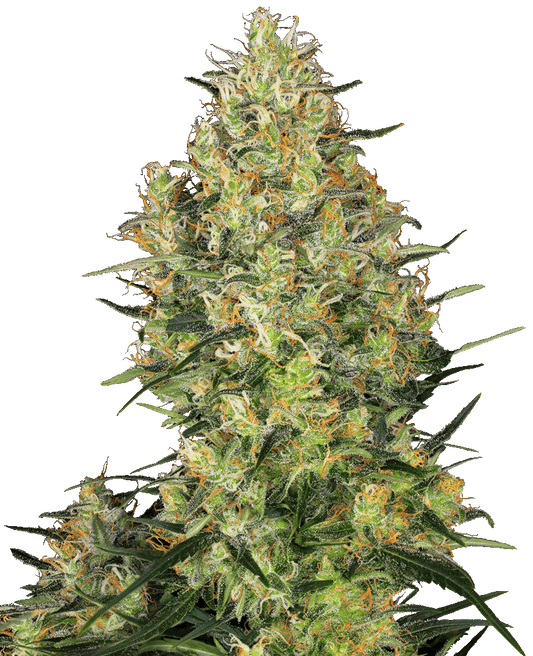 Shiva Skunk reguläre Cannabissamen