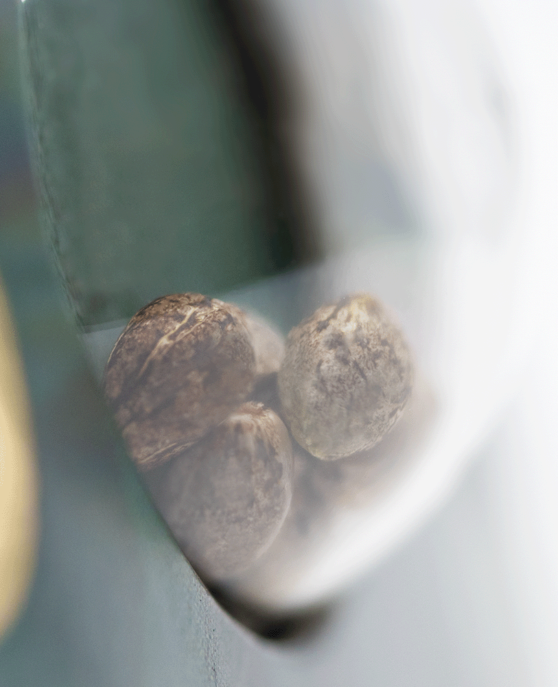 Sensi Seeds Shiva Skunk reguläre Hanfsamen Blüte