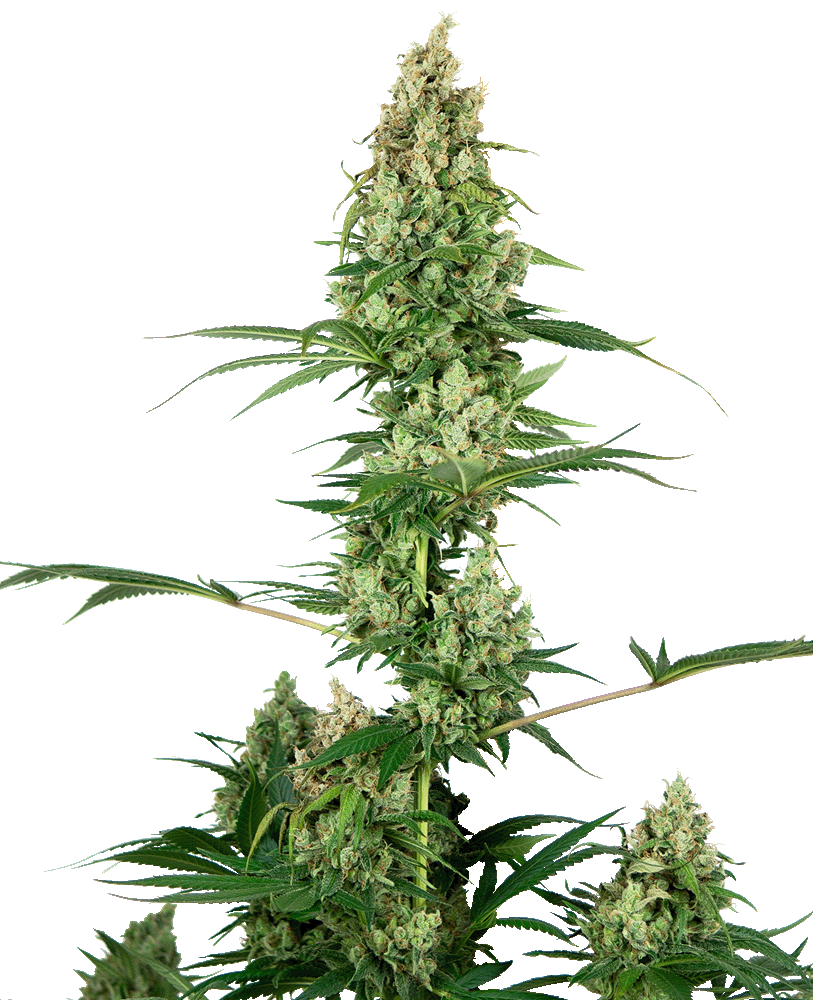 Silver Fire feminisierte Cannabissamen