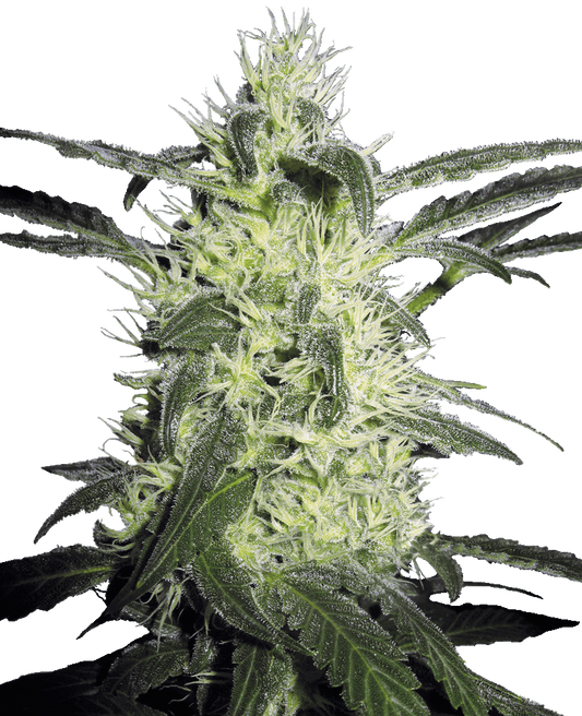 Silver Haze reguläre Cannabissamen