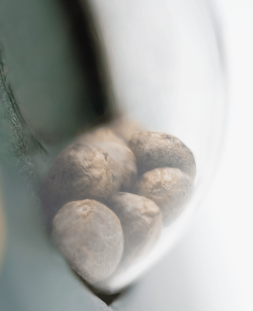 Sensi Seeds Silver Haze reguläre Hanfsamen Blüte