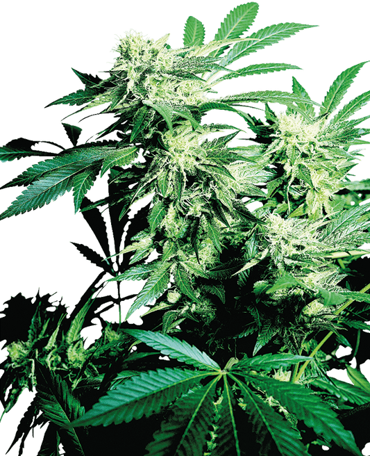 Skunk Kush feminisierte Cannabissamen