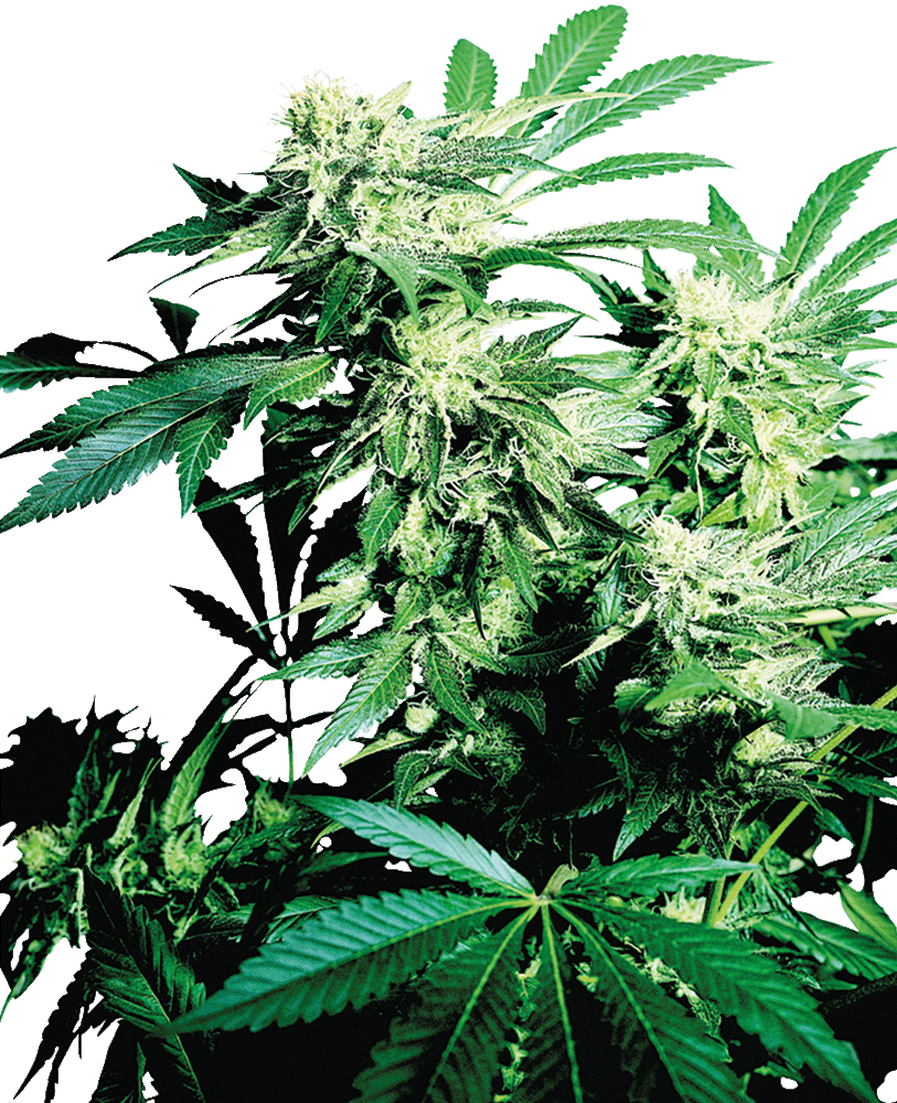 Skunk Kush reguläre Cannabissamen