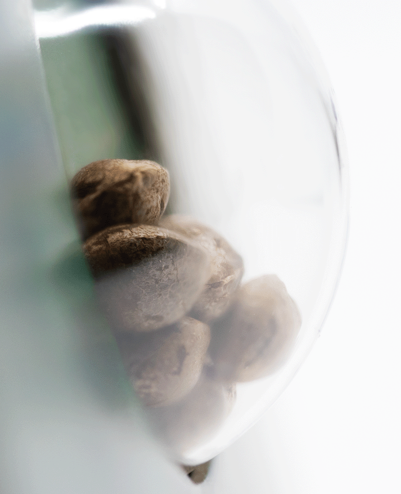 Sensi Seeds Skunk Kush reguläre Hanfsamen Blüte