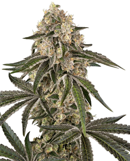 Sensis Seeds Sunset Peach Feminisierte Hanfsamen Cannabisblüte