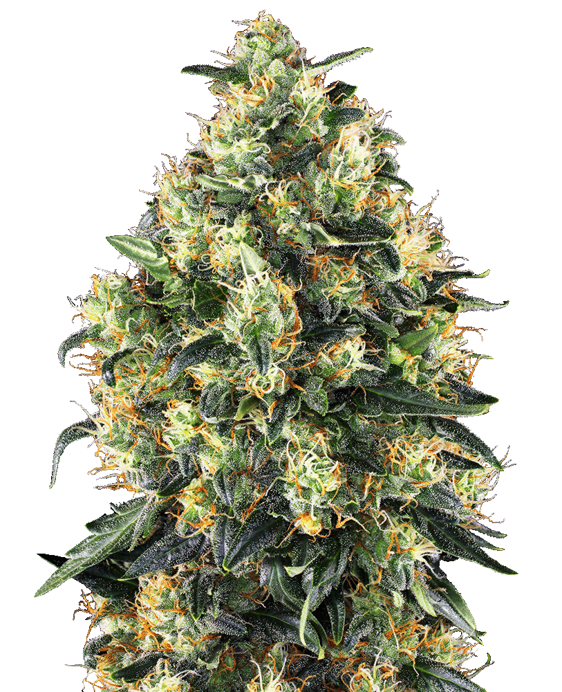 Super Skunk Automatic Cannabissamen
