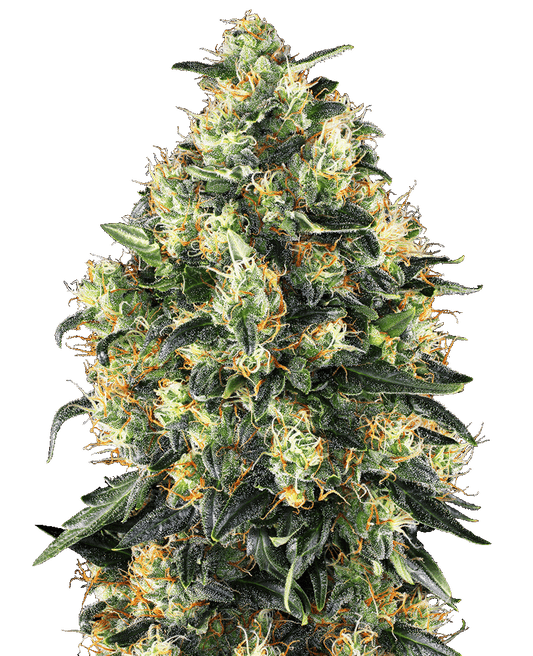 Super Skunk Automatic Cannabissamen
