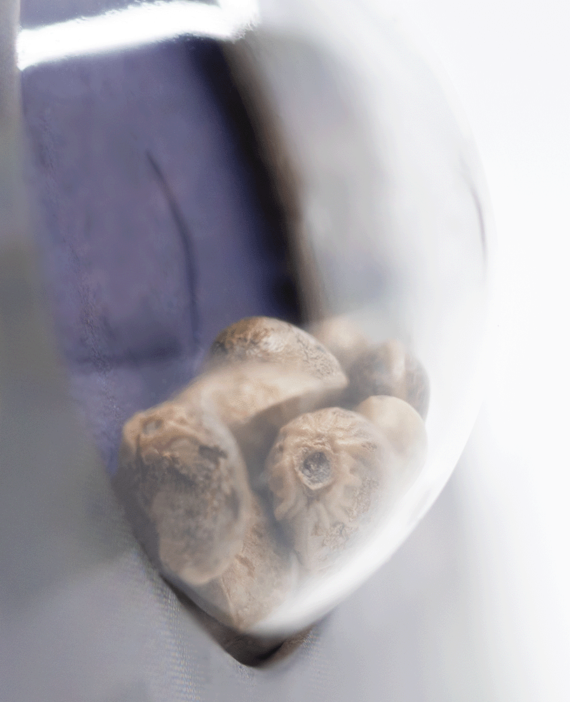 Sensi Seeds Super Skunk automatic Hanfsamen Blüte