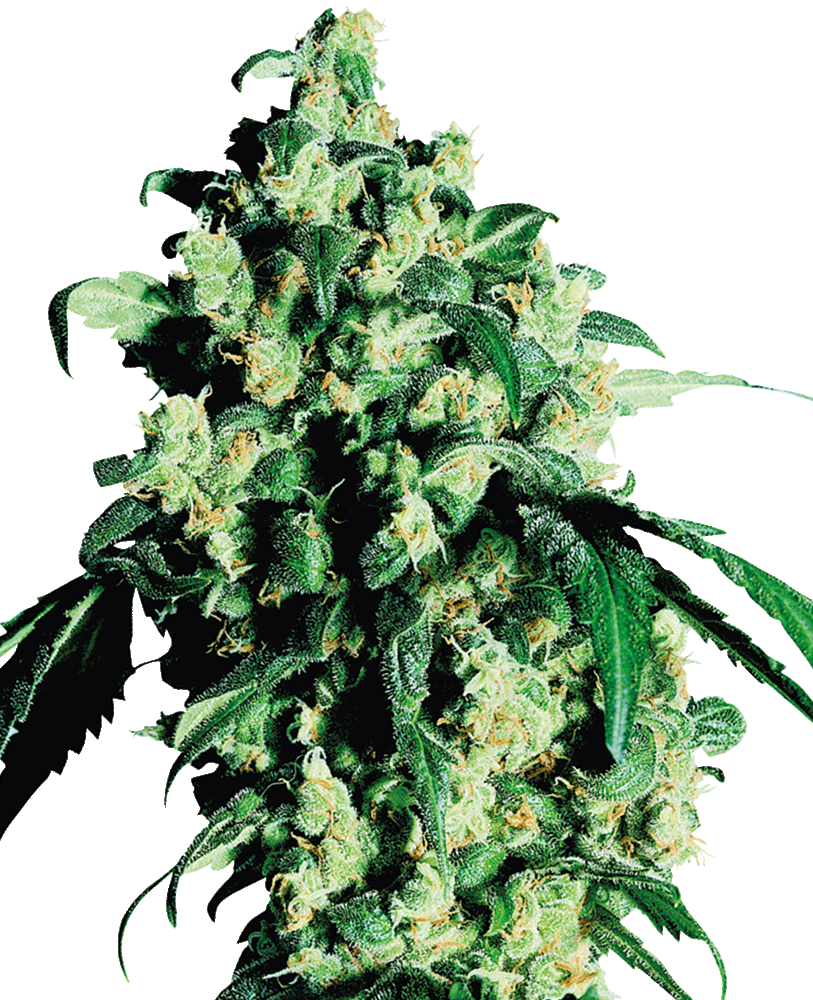 Super Skunk feminisierte Cannabissamen