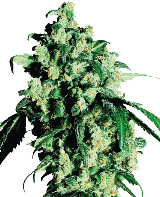 Super Skunk feminisierte Cannabissamen