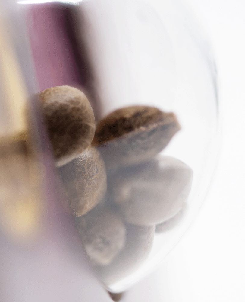 Sensi Seeds Super Skunk feminisierte Hanfsamen Blüte