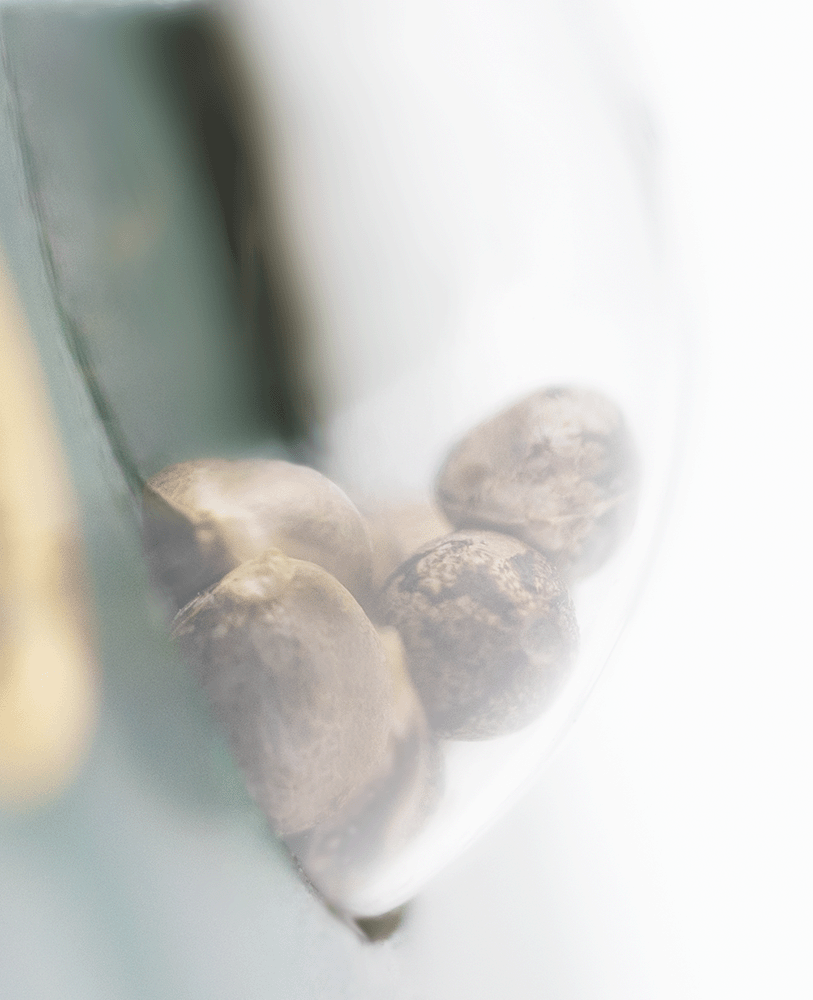 Sensi Seeds Super Skunk reguläre Hanfsamen Blüte