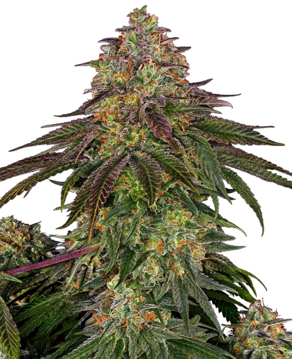 Sweet Cherry Kush feminisierte Cannabissamen
