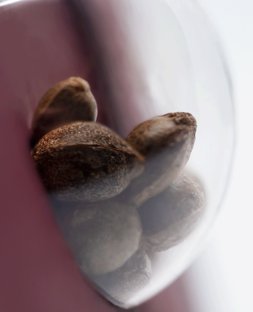 Sensi Seeds Tangerine Sugar feminisierte Hanfsamen Blüte