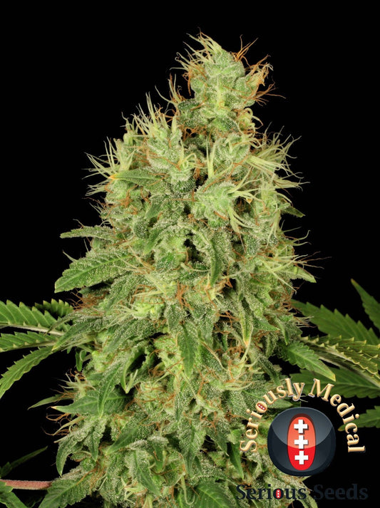 Chronic CBD feminisierte Cannabissamen