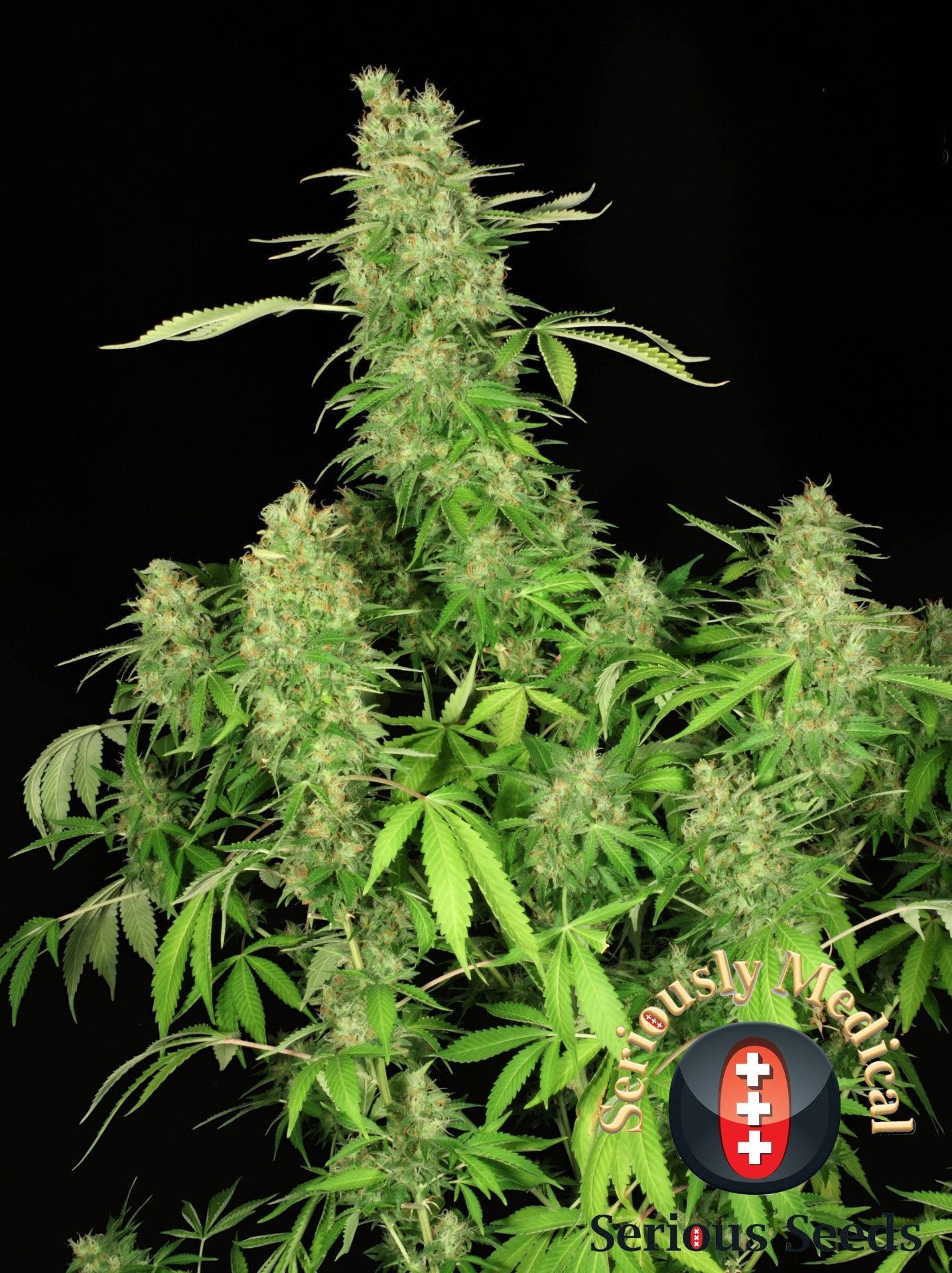 Serious Seeds Chronic CBD feminisierte Hanfsamen