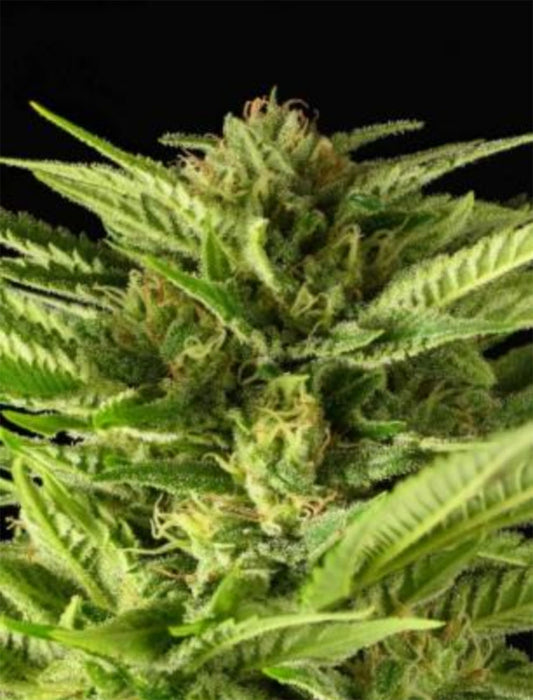 Serious Seeds Fruity Durban Feminisierte Cannabissamen