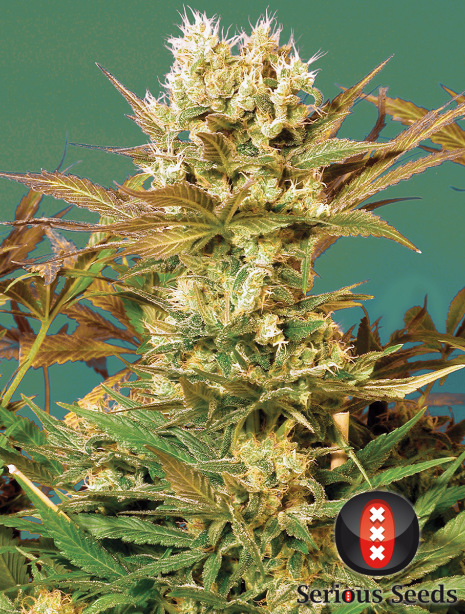 Motavation reguläre Cannabissamen