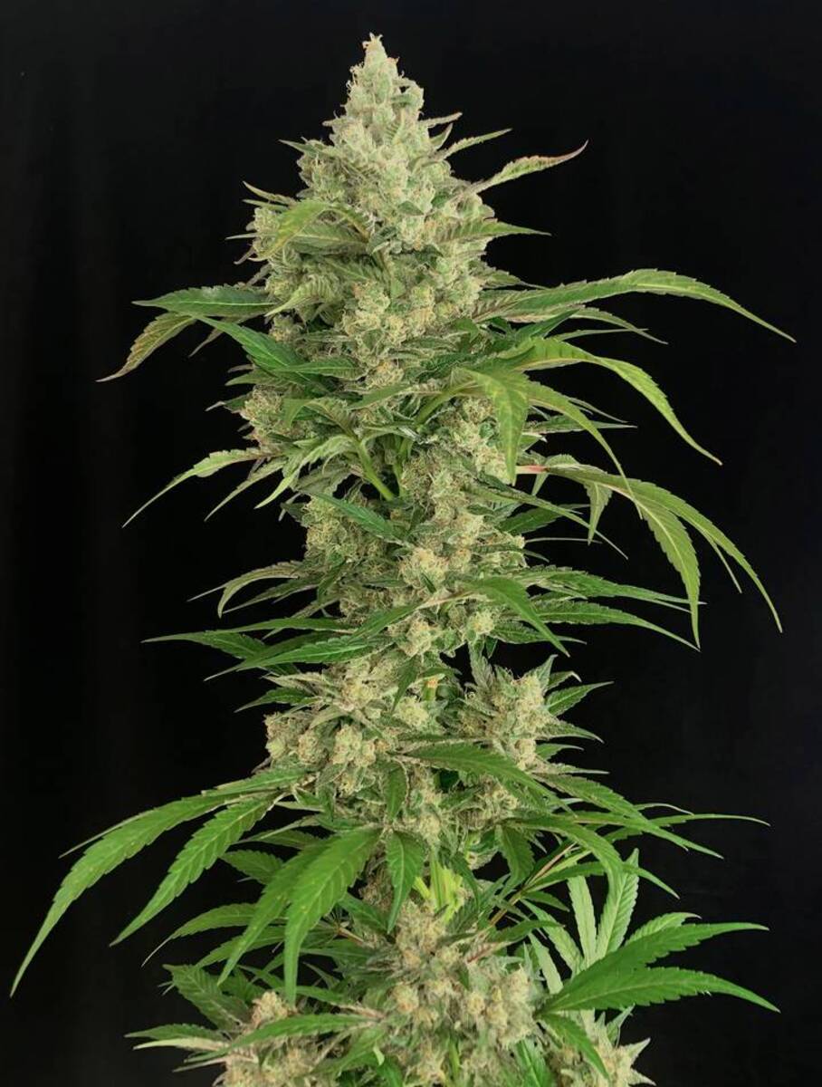 Seriosa feminisierte Cannabissamen