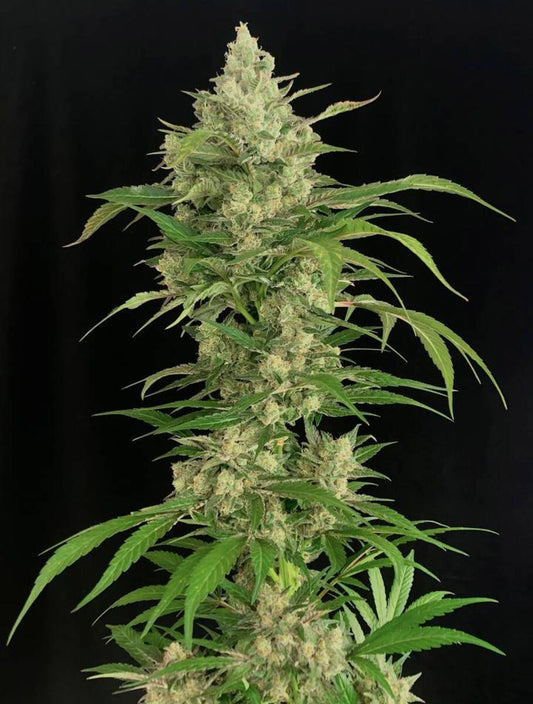 Seriosa feminisierte Cannabissamen