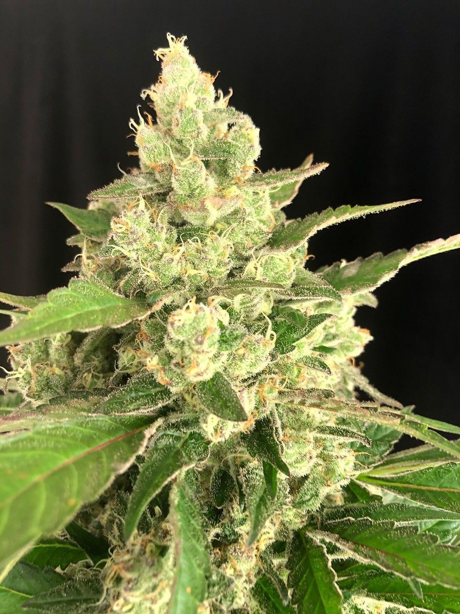 Serious Seeds Seriosa feminisierte Hanfsamen