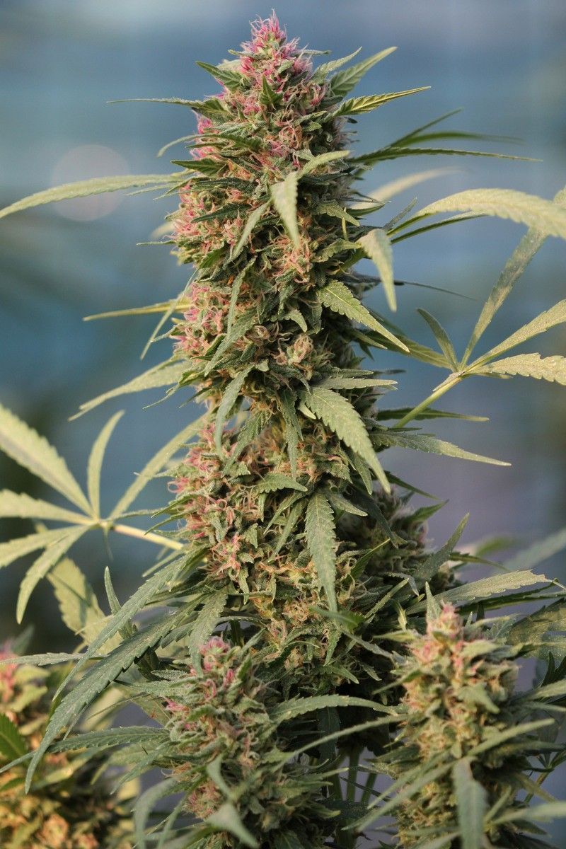 Serious 6 feminisierte Cannabissamen