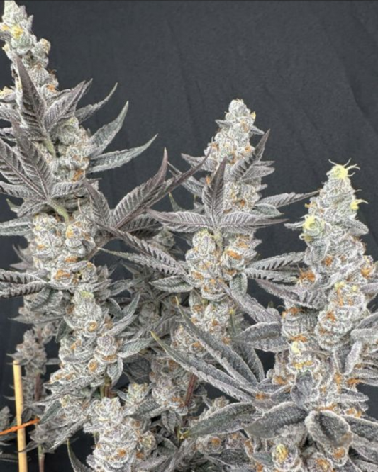 Solfire Gardens Diamond Daggers  Feminisierte Cannabissamen Blüte