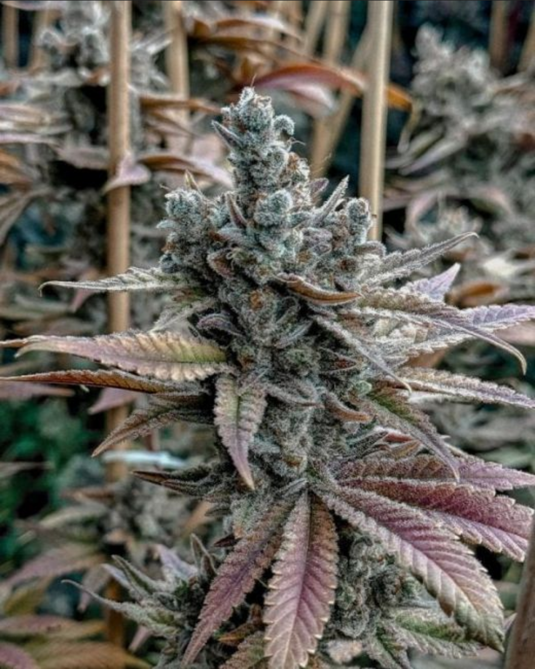Solfire Gardens Lemon Elixir Feminisierte Cannabissamen Blüte