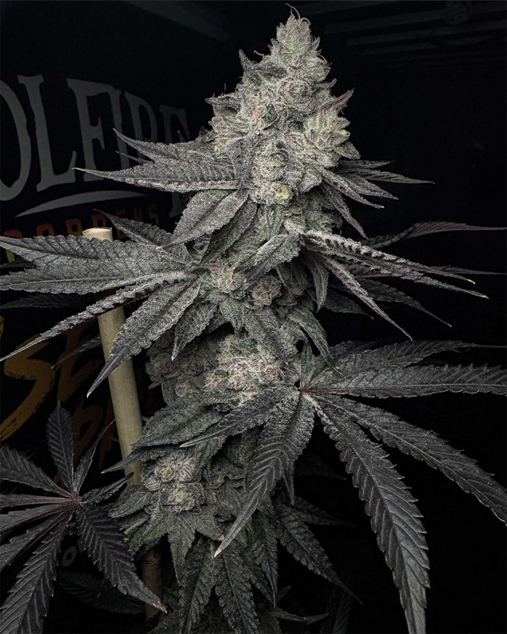 Solfire Gardens Lucid Vision Feminisierte Cannabissamen Blüte
