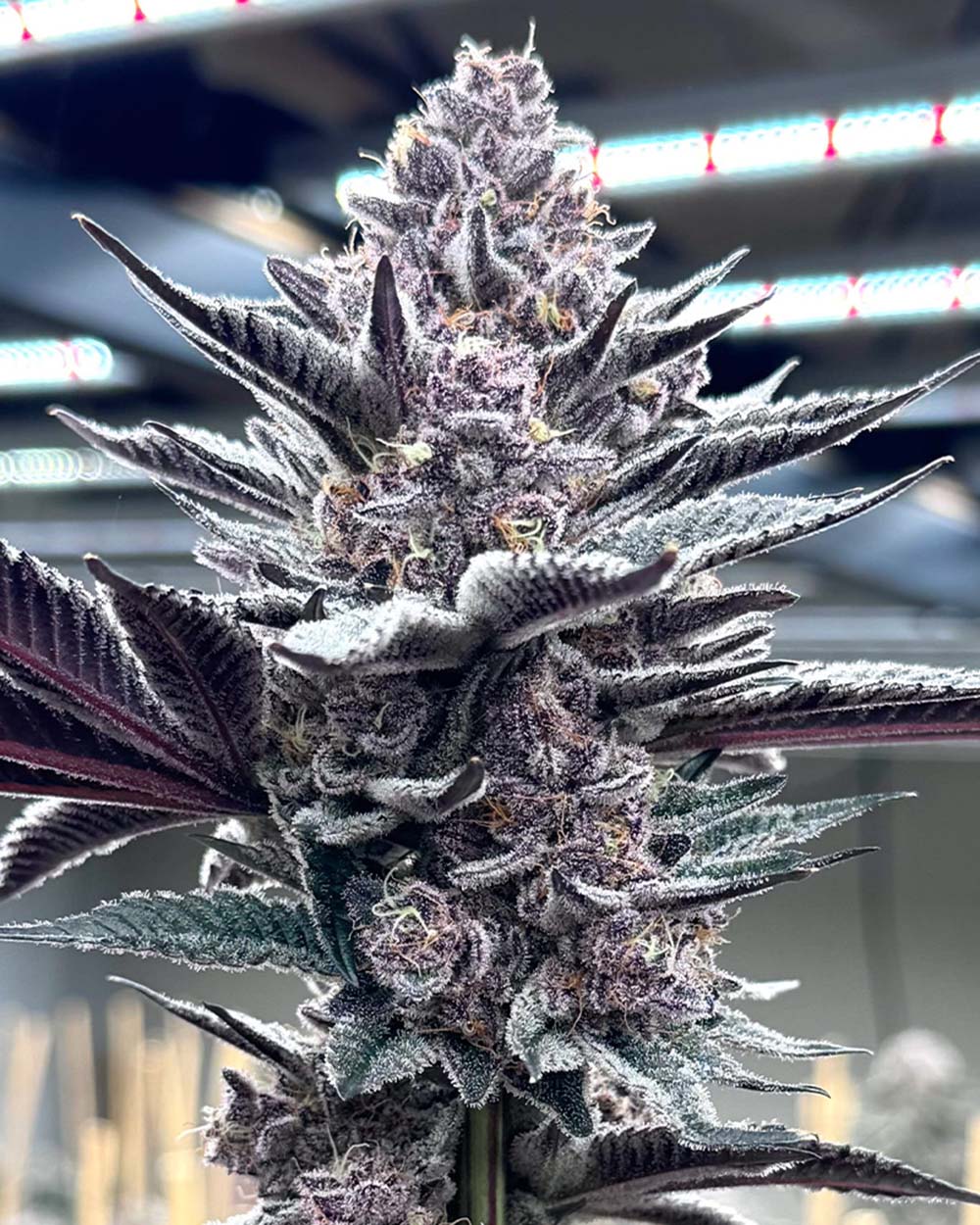 Solfire Gardens Pink Milk Feminisierte Cannabissamen Blüte