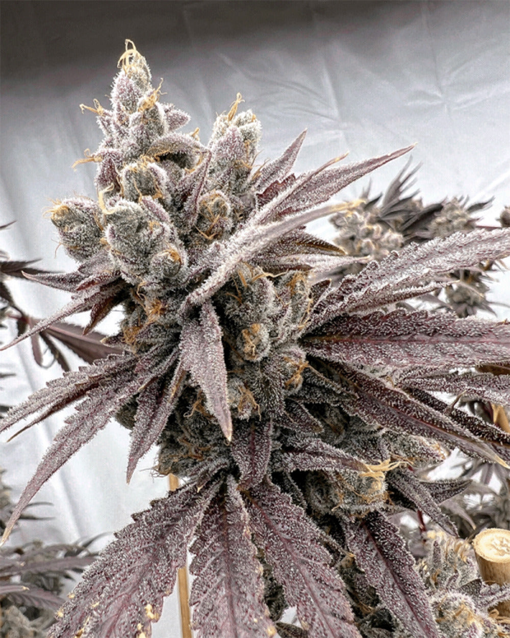 Solfire Gardens Shot Caller Feminisierte Cannabissamen Blüte
