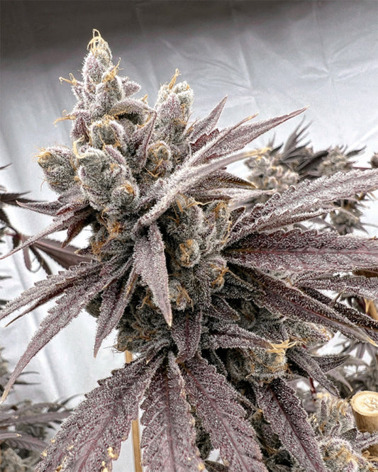 Solfire Gardens Shot Caller Feminisierte Cannabissamen Blüte