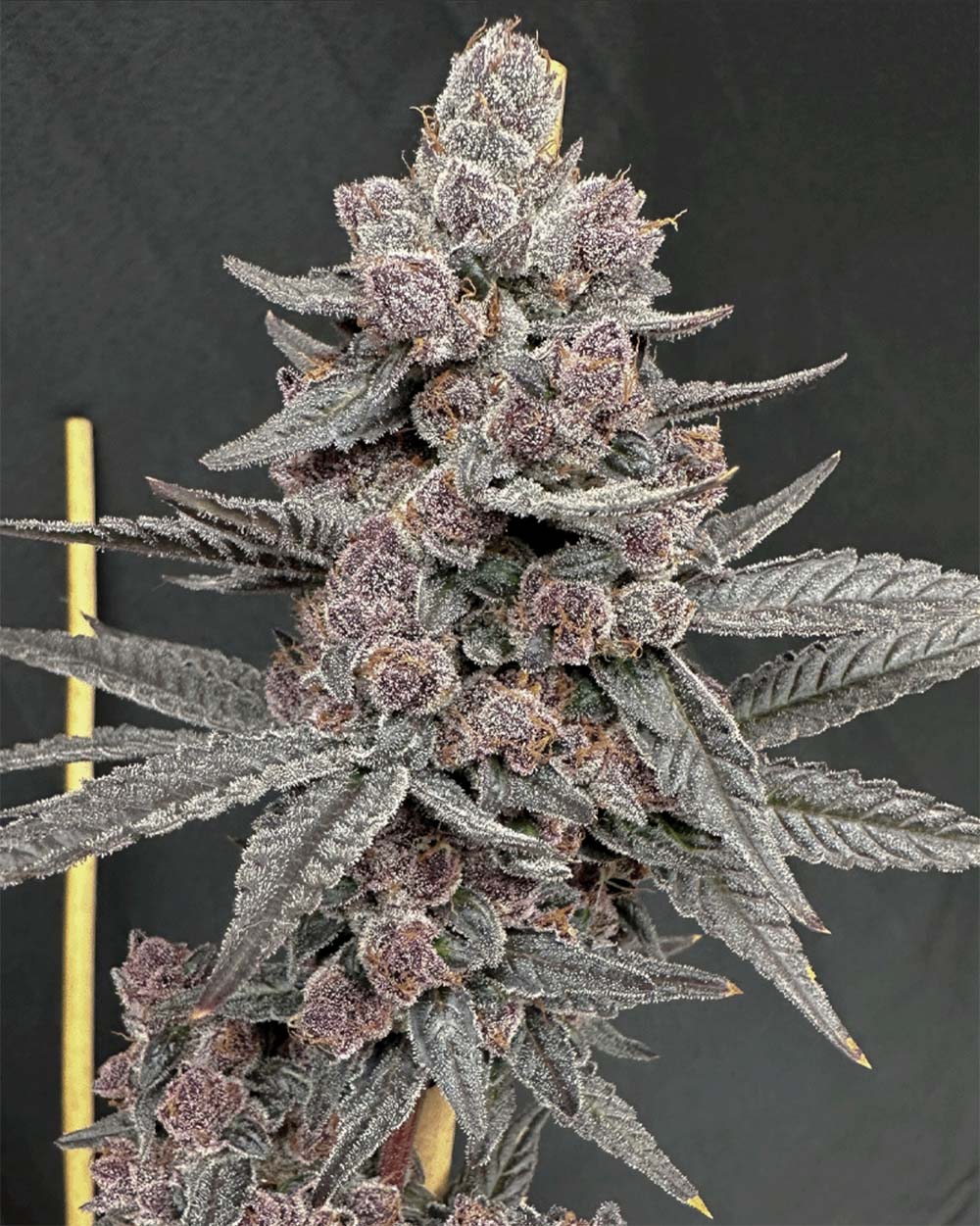 Solfire Gardens Sinferno Feminisierte Cannabissamen Blüte