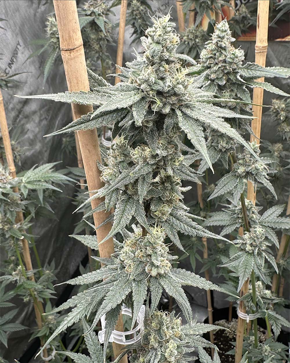 Solfire Gardens Sundae Supper Feminisierte Cannabissamen Blüte