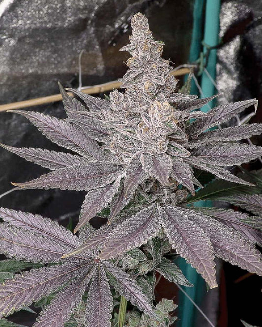 Solfire Gardens Swolfire Feminisierte Cannabissamen Blüte