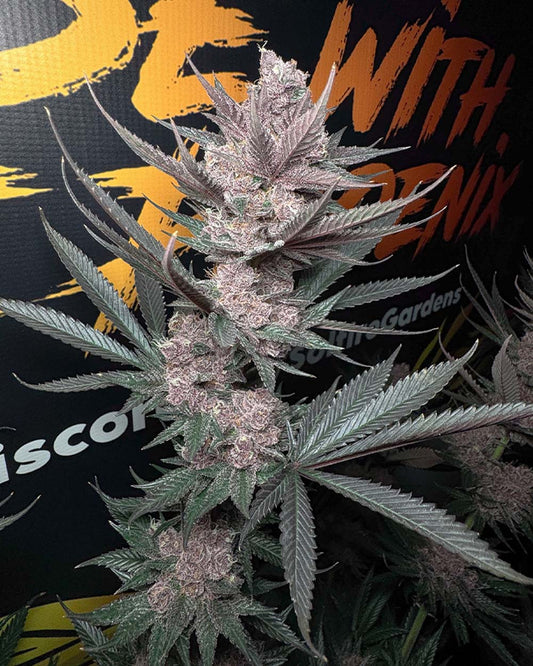 Solfire Gardens The Pulp Father Feminisierte Cannabissamen Blüte