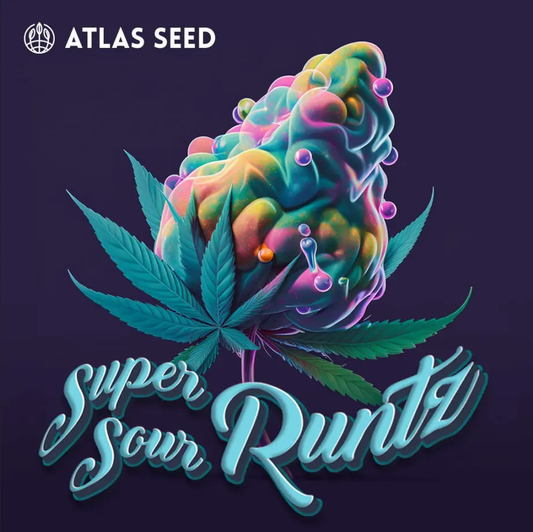 Super Sour Runtz feminisierte Cannabissamen