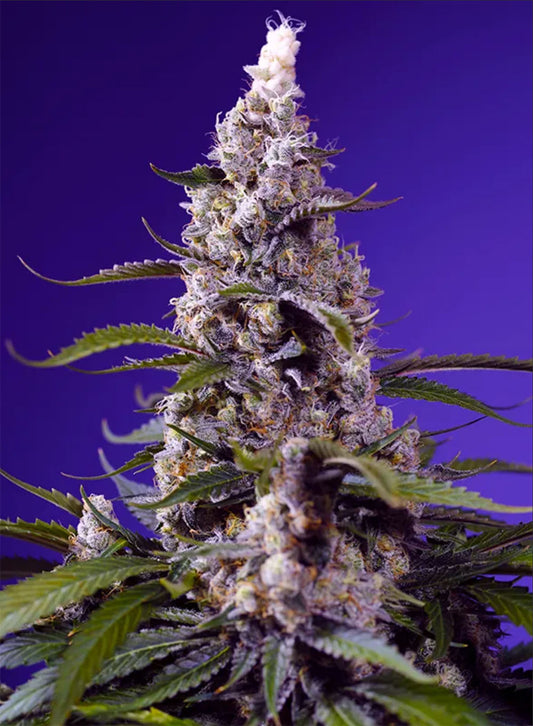 Sweet Seeds Banana Cream Cake Automatic Cannabissblüte