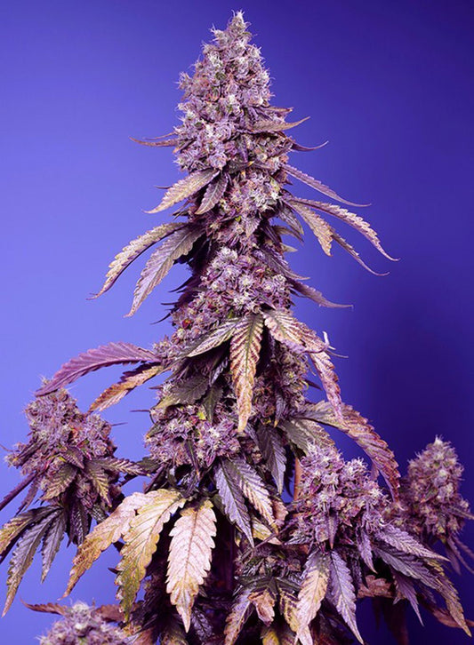 Black Muffin F1 Fast feminisierte Cannabissamen