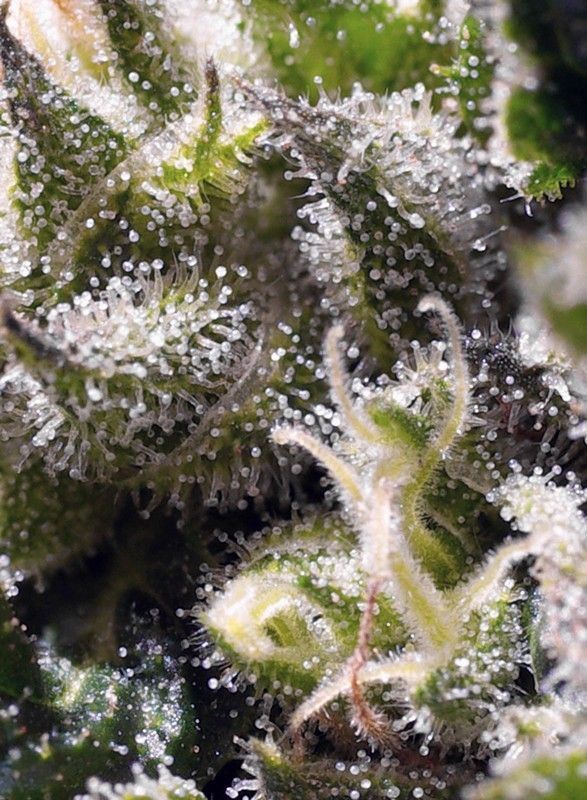 Sweet Seeds Cream Caramel automatic Hanfsamen