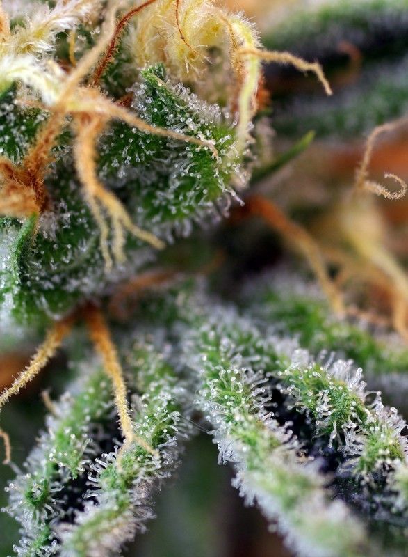 Sweet Seeds Cream Caramel Feminisierte Hanfsamen 